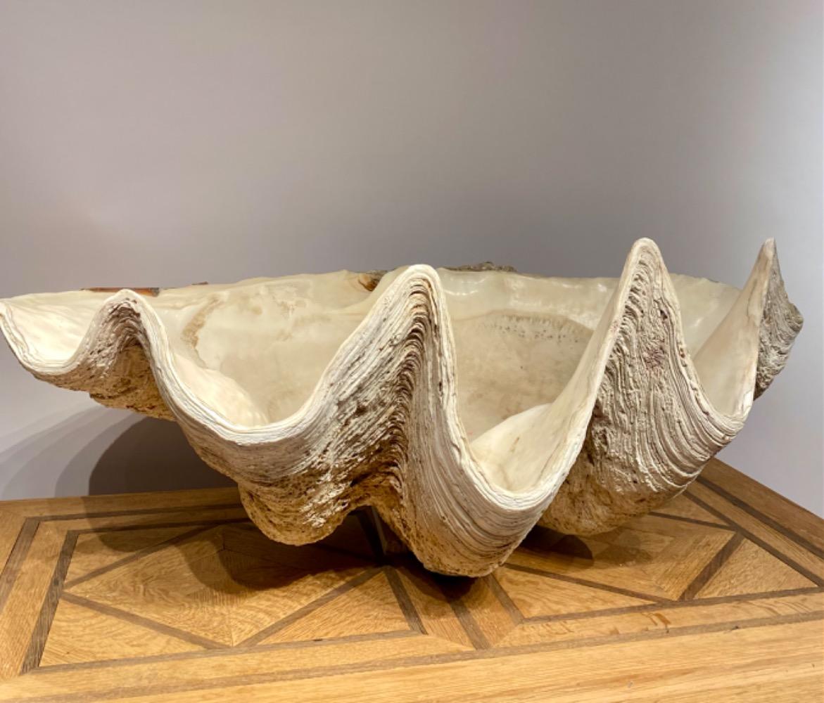A very large Giant Clam Shell. 
