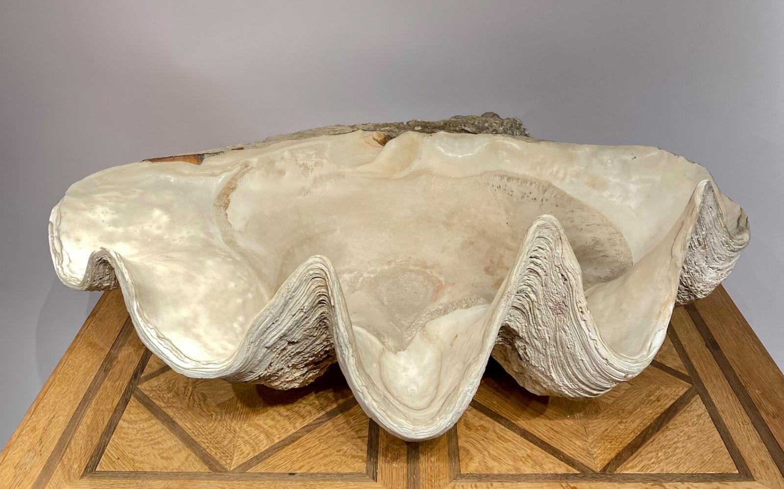 A very large Giant Clam Shell. 