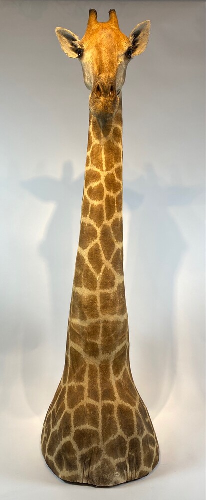 Taxidermy Giraffe