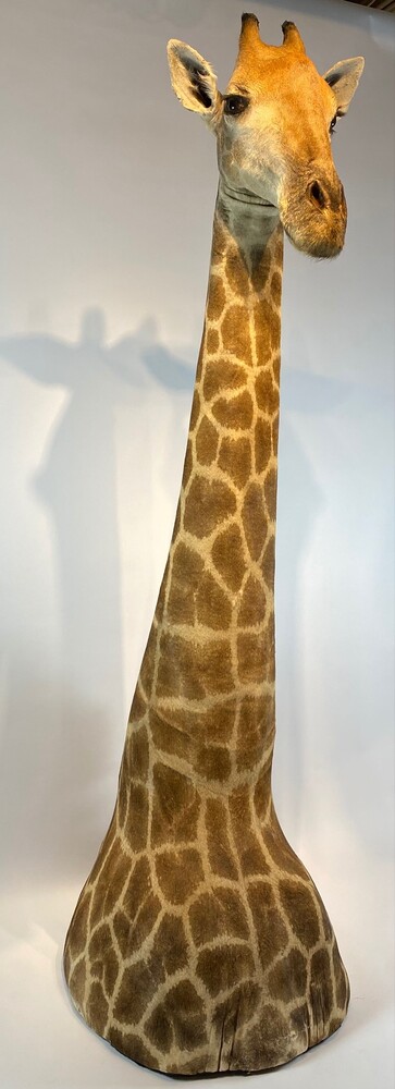 Taxidermy Giraffe