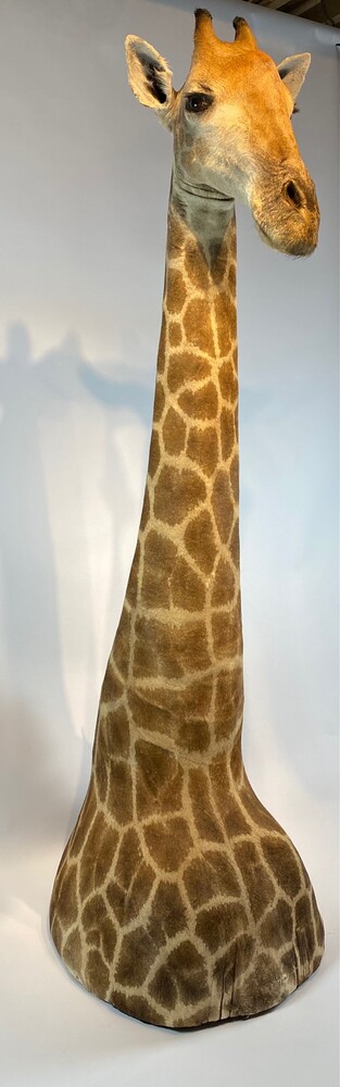 Taxidermy Giraffe