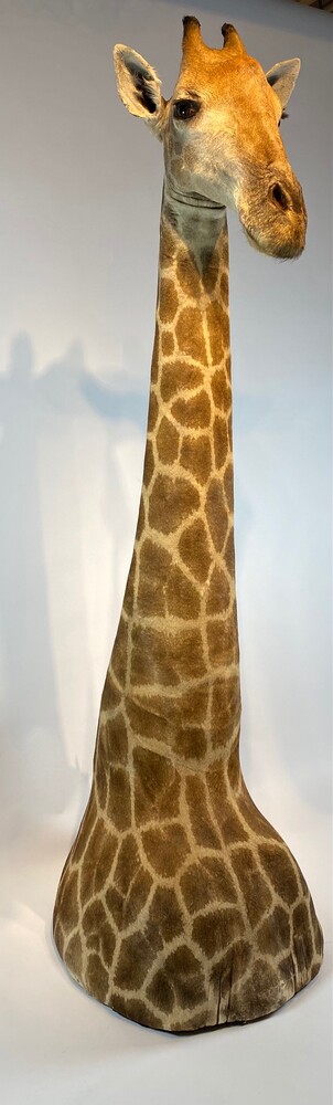 Taxidermy Giraffe